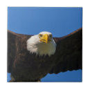 Suche nach weißkopfseeadler fliesen Flug
