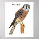 Recherche de oiseau américain posters Crécerelle