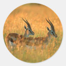 Suche nach gazelle aufkleber Tier