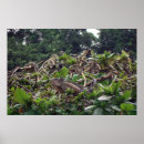 Suche nach leguan poster Eidechsen