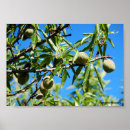 Suche nach mandel poster Frucht