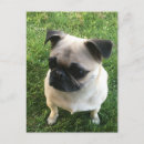 Recherche de pugs cartes postales Chiot