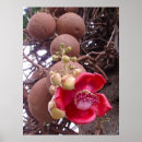 Suche nach tropische flora poster Botanisch
