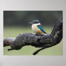 Suche nach kookaburra poster Australie