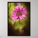 Suche nach osteospermum poster Blume