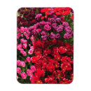 Recherche de rose de tulipe magnets Tulipes