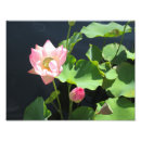 Recherche de fleurs géantes Jardin