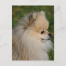 Suche nach zwergspitz poster Zunge