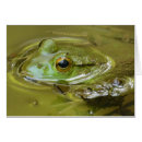 Suche nach teichleben Frosch