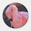 Recherche de gracieux magnets Animal