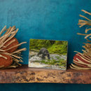 Suche nach jagd alle fotoplatten Gordon illg