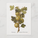 Suche nach vintager botanischer druck postkarten Floral