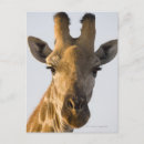Recherche de portrait girafe cartes postales Gros plan