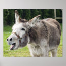 Suche nach esel poster Säugetiere