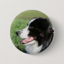 Recherche de border collie geschenke Chiot