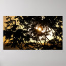 Suche nach tropische bäume poster Sonnenuntergang