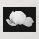 Recherche de de zen photographie Nénuphar