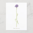 Suche nach cornflower postkarten Maisblume