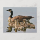 Recherche de poussins posters Parent