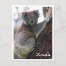 Recherche de koala australie cartes postales Océanie