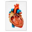 Suche nach cava postkarten Rot