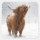 Recherche de highland autocollants Vache des highlands