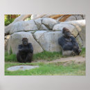 Recherche de gorille photographie Gorilles