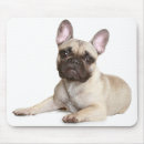 Recherche de petits chiens tapis souris Dog