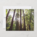 Recherche de arbre séquoia vœux cartes Séquoias