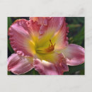 Suche nach tageslilien postkarten Blume