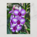 Recherche de orchidée blanche cartes postales Violet