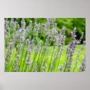 Suche nach französischer lavendel poster Lila