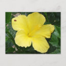Suche nach gelber hibiskus postkarten Fotografie