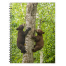 Recherche de ours carnets Arbre