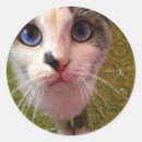 Suche nach große augen katze aufkleber Blau