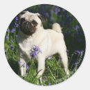 Suche nach mops aufkleber Blume
