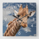 Recherche de girafe africaine horloges Mammifère