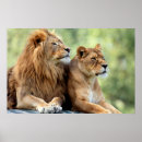 Suche nach lioness poster Natur