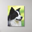 Suche nach border collie leinwandbilder Haustier