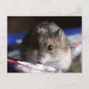 Recherche de hammam cartes postales Animal