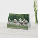 Suche nach camargue karten Ranch
