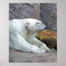 Recherche de polaire ours art Glace
