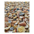 Suche nach sandstrand poster Muscheln