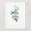 Recherche de colibris cartes postales Ornithologie
