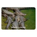 Recherche de d alligator magnets Faune