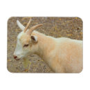 Recherche de de chèvre magnets Chèvres