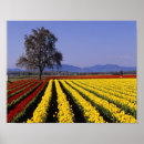 Suche nach tulpen poster Bauernhof