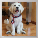 Suche nach weißer labrador retriever poster Niedlich