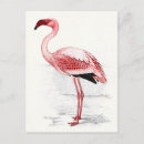 Suche nach flamingo postkarten Illustration