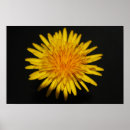 Suche nach taraxacum poster Schwarz